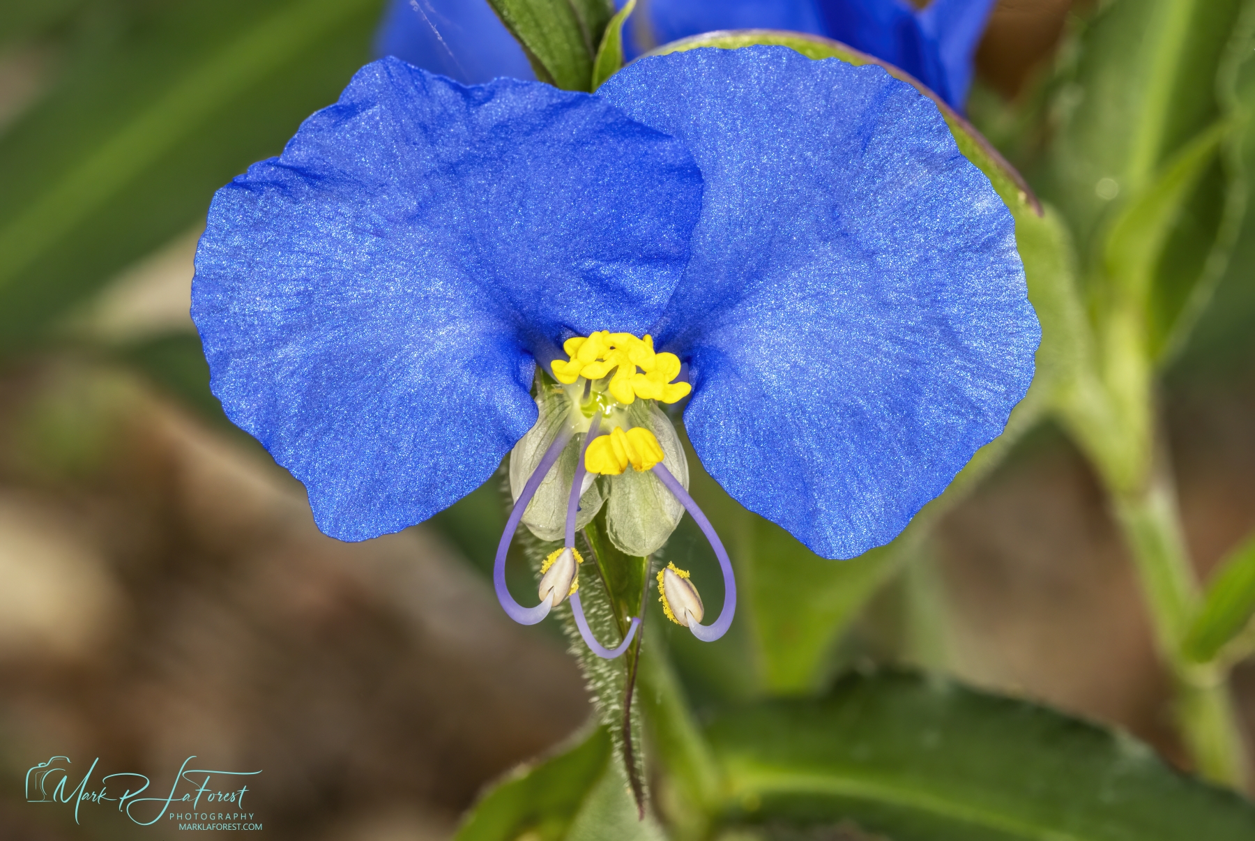 /gallery/north_america/USA/Texas/austin/Dayflower May 2026-001_med.jpg